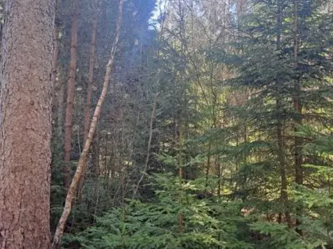 Prodej lesa, Strmilov, 2392 m2